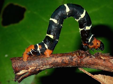 Caterpillar - Bracca sp Caterpillar of Geometrid Moth - Bracca sp Bracca,Bracca sp,Caterpillar,Geometrid Moth,Moth,Palawan,Philippines
