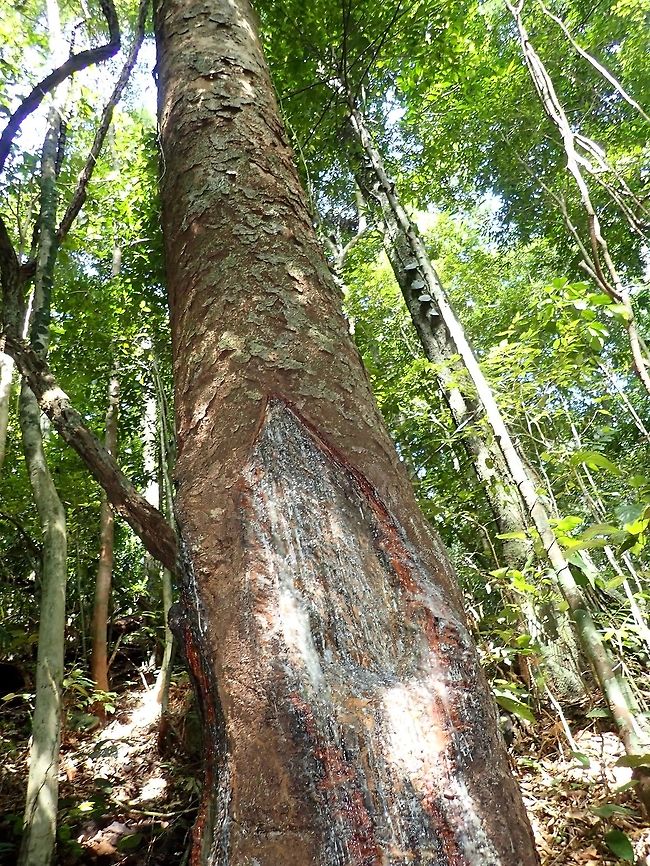 Almaciga The Agathis philippinensis is a coniferous evergreen tree mostly found above 500 masl.<br />
Known locally in Philippines as Almaciga, it is now considered an endangered plant in the Philippines.<br />
<br />
Local tribal people in Philippines taps the resin of this Almaciga tree as it provides good commercial values.  The tapping can be seen in the picture of the tree, where a top layer of the tree trunk is cut.<br />
<br />
Known worldwide as the &ldquo;Manila copal&rdquo; which is being used for making varnish, lacquer, soap, paint, printing ink, linoleum, shoe polish, floor wax, plastic, water proofing material, and paper sizing.<br />
<br />
Locally, the Almaciga sap is used as incense in religious ceremonies and for making torches, caulking boats, mosquito smudge, patent leather and sealing wax. Agathis philippinensis,Palawan,Philippines,Plant,Tree