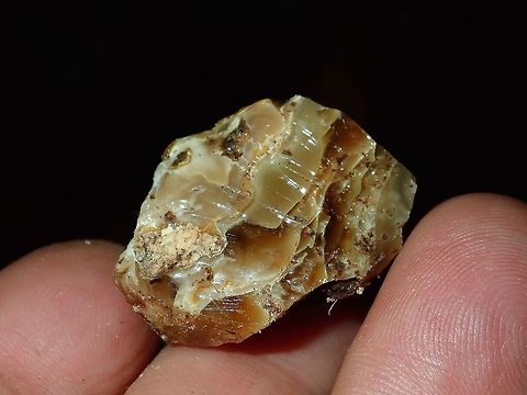 Manila Copal This is the sap/resin of Almaciga - Agathis philippinensis, which the local tribal people used to help starts fire during a recent camping trip. Agathis philippinensis,Almaciga,Palawan,Philippines,Plant,Tree