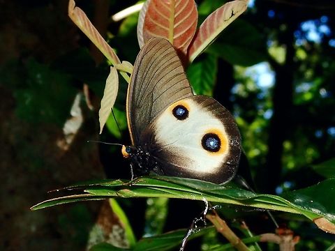 Silky Owl - Taenaris horsfieldii plateni This is a sub-species of Silky Owl - Taenaris horsfieldii plateni, recorded from the island of Palawan, Philippines. Butterfly,Palawan,Philippines,Silky Owl,Taenaris horsfieldii,Taenaris horsfieldii plateni