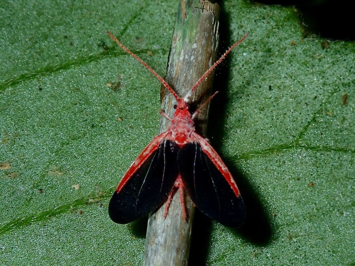 Male Giant Scale Insect - Drosicha corpulenta I think its ironic that they are called Giant Scale Insect when this one is just around 1 cm in size.<br />
This looks similar to Drosicha corpulenta but cannot be 100% sure as I was told that there some minor features visible only when viewed under the microscope to determine the different species. Drosicha corpulenta,Palawan,Philippines,Scale Insect