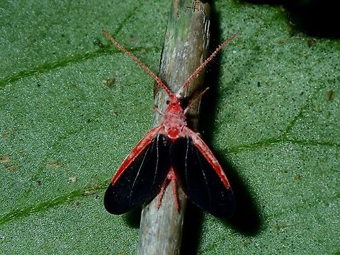 Male Giant Scale Insect - Drosicha corpulenta I think its ironic that they are called Giant Scale Insect when this one is just around 1 cm in size.
This looks similar to Drosicha corpulenta but cannot be 100% sure as I was told that there some minor features visible only when viewed under the microscope to determine the different species. Drosicha corpulenta,Palawan,Philippines,Scale Insect
