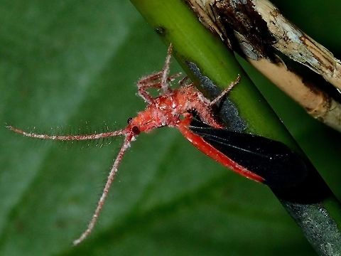 Interesting antennae Close-up of Male Giant Scale Insect - Drosicha corpulenta showing its interesting antennae. Drosicha corpulenta,Male Giant Scale Insect,Palawan,Philippines,Scale Insect