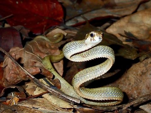 S for Snake This baby Blunt-Headed Slug Eating Snake - Aplopeltura boa was found on the forest floor, it probably fell from the branches when we walked passed it without noticing and the porter behind called out there was a snake on the ground!  We saw several of them during night walks, all babies around 30-40 cm in length and all of them very docile but this one was feisty.  Seen in its defensive posture, it was striking out at us when we tried to get near for closer shots.
Aplopeltura boa is a non-venomous snake. Aplopeltura,Aplopeltura boa,Blunt-Headed Slug Eating Snake,Palawan,Philippines,Snake