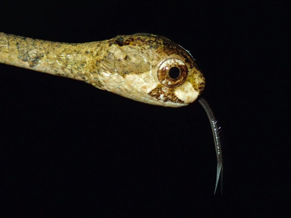 Hairs on my Tongue A baby Blunt-Headed Slug Eating Snake - Aplopeltura boa showing its tongue. Aplopeltura,Aplopeltura boa,Blunt-Headed Slug Eating Snake,Palawan,Philippines,Snake