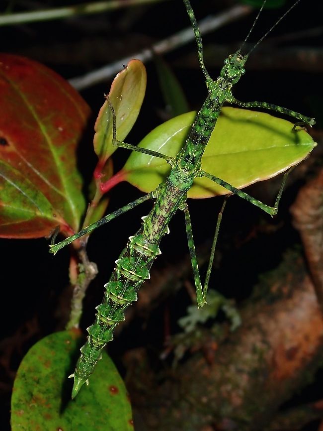 Mossy Beauty Female Phasmid from the likely genus of Rhamphosipyloidea and likely an undescribed species from the mossy forest of Palawan, Philippines.<br />
<br />
She has short false wings.  This is a green variation, they can also be found in brown variation. Palawan,Phasmatodea,Phasmid,Philippines,Rhamphosipyloidea,Rhamphosipyloidea sp,Stick Insect