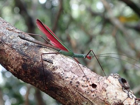 Violet Beauty Male Phasmid of possibly the genus Paranecroscia.  Hid body is  green/turquoise in colour with the head and wings membrane in violet colour.  If verified from the genus Paranecroscia, could be the first record of the genus in Philippines. Palawan,Paranecroscia,Paranecroscia sp,Phasmatodea,Phasmid,Philippines,Stick Insect