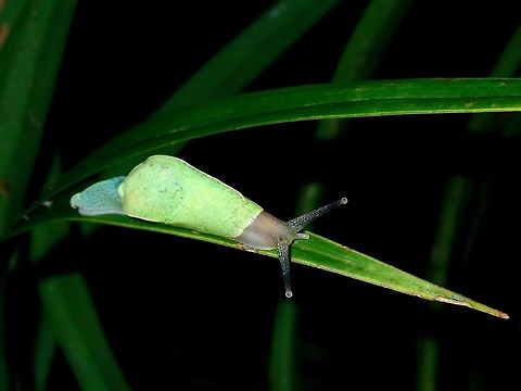 Snail + Slug = Snug A brightly colour slug, green on the body and bluish towards the tail/end.

Possibly Mariaella sp., a Helicarionid semislug Helicarionid semislug,Mariaella,Mariaella sp,Palawan,Philippines,Slug
