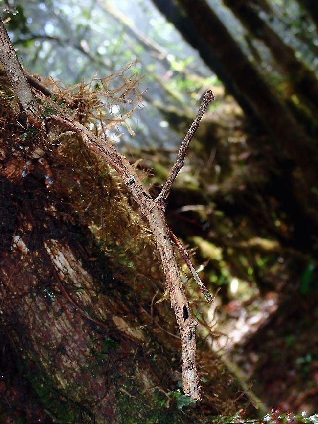 Stick on Stick How many Phasmids can you see in this picture?<br />
<br />
There are 2 of them, both from different species.  The bigger one hanging down from her front legs is from the genus Mnesilochus, still an undescribed species.  She is resting in a typical posture of Phasmids from the genus Mnesilochus, mimicking a stick/branch.<br />
<br />
The second Phasmid is a male from the genus Neoclides.  He is resting upside down on his front legs with his abdomen pointing upwards to the right of the picture, a typical resting posture of the genus Neoclides.  This Neoclides species could also be an undescribed species.<br />
 Palawan,Phasmatodea,Phasmid,Philippines,Stick Insect