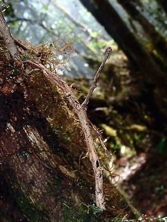 Stick on Stick How many Phasmids can you see in this picture?

There are 2 of them, both from different species.  The bigger one hanging down from her front legs is from the genus Mnesilochus, still an undescribed species.  She is resting in a typical posture of Phasmids from the genus Mnesilochus, mimicking a stick/branch.

The second Phasmid is a male from the genus Neoclides.  He is resting upside down on his front legs with his abdomen pointing upwards to the right of the picture, a typical resting posture of the genus Neoclides.  This Neoclides species could also be an undescribed species.
 Palawan,Phasmatodea,Phasmid,Philippines,Stick Insect