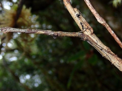 Hand Stand Closer look of the same male Phasmid from the genus Neoclides. Neoclides,Neoclides sp,Palawan,Phasmatodea,Phasmid,Philippines,Stick Insect