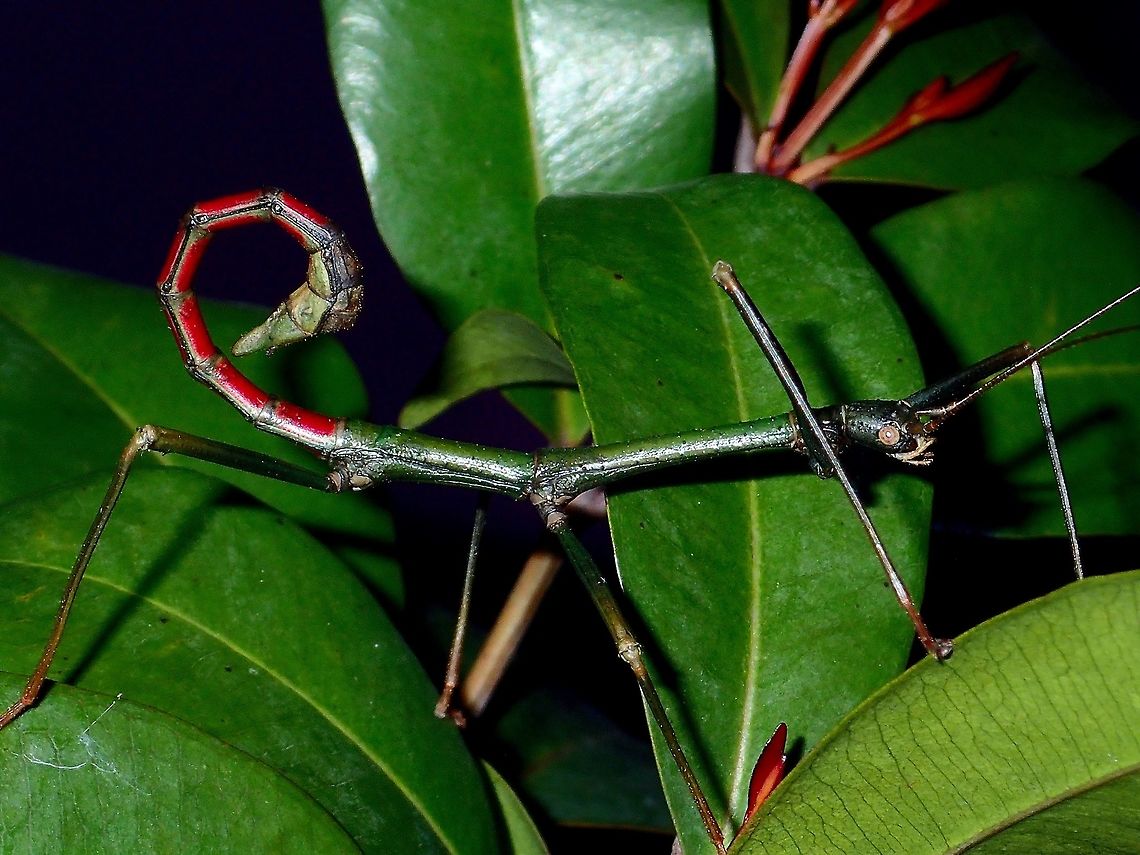 I have red butts! A male Phasmid from the sub-family Lonchodinae.<br />
This was a surprise find right at the mountain top, the red colour on its abdomen is very striking.<br />
<br />
Possibly an undescribed species. Palawan,Phasmatodea,Phasmid,Philippines,Stick Insect