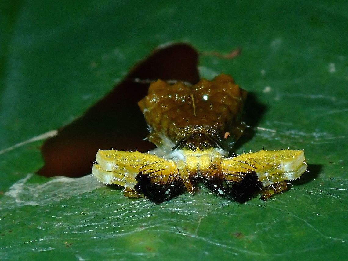 Bird's Dropping Spider - Phrynarachne ceylonica Bird&#039;s Dropping Spider - Phrynarachne ceylonica with bright yellow colour on its front legs/claws and tip of claws in black colour. Bird Dropping Spider,Bird's Dropping Spider,Palawan,Philippines,Phrynarachne,Phrynarachne ceylonica,Phrynarachne sp,Spider