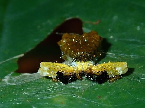 Bird's Dropping Spider - Phrynarachne ceylonica Bird's Dropping Spider - Phrynarachne ceylonica with bright yellow colour on its front legs/claws and tip of claws in black colour. Bird Dropping Spider,Bird's Dropping Spider,Palawan,Philippines,Phrynarachne,Phrynarachne ceylonica,Phrynarachne sp,Spider