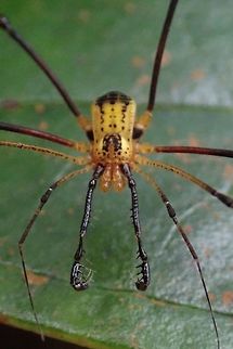 Long Claws This yellow coloured Harvestmen has long claws. Harvestmen,Opiliones,Palawan,Philippines