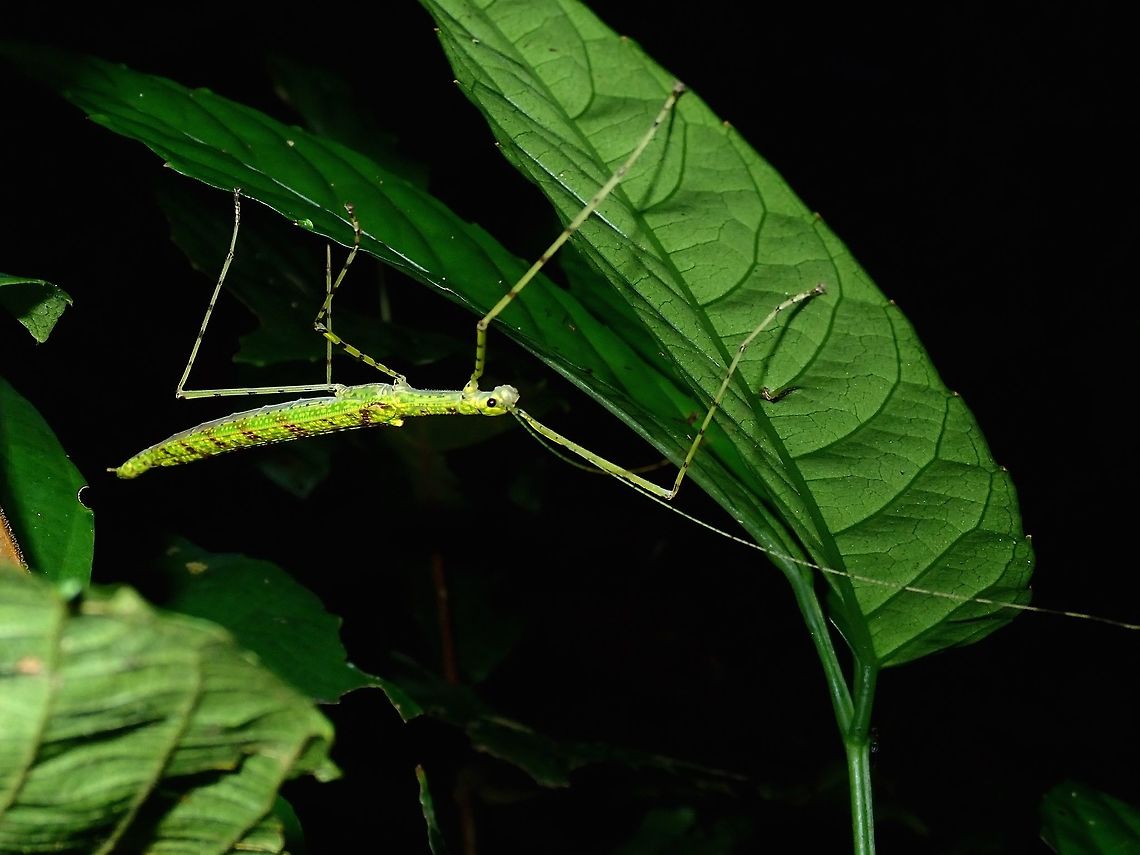 Stick Insect, Phasmid A female Phasmid from the genus Necroscia, possibly Necroscia randolfae, which is recorded from Borneo, but I cannot be certain with that ID.<br />
<br />
This is a picture of the male of the species :<br />
<br />
<figure class="photo"><a href="https://www.jungledragon.com/image/66501/stick_insect_-_phasmid.html" title="Stick Insect - Phasmid"><img src="https://s3.amazonaws.com/media.jungledragon.com/images/2994/66501_thumb.jpg?AWSAccessKeyId=05GMT0V3GWVNE7GGM1R2&Expires=1770854410&Signature=QX6GRTtl%2FOFhi%2F5t0gTsTWbeLF4%3D" width="200" height="150" alt="Stick Insect - Phasmid A male Phasmid from the genus Necroscia, possibly Necroscia randolfae, which is recorded from Borneo, but I cannot be certain with that ID.<br />
<br />
This is a picture of the female of the same species :<br />
<br />
https://www.jungledragon.com/image/66452/stick_insect_phasmid.html Necroscia,Necroscia sp,Palawan,Phasmatodea,Phasmid,Philippines,Stick Insect" /></a></figure> Necroscia,Necroscia sp,Palawan,Phasmatodea,Phasmid,Philippines,Stick Insect