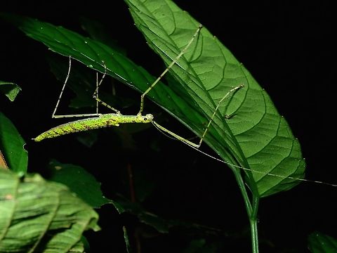 Stick Insect, Phasmid A female Phasmid from the genus Necroscia, possibly Necroscia randolfae, which is recorded from Borneo, but I cannot be certain with that ID.

This is a picture of the male of the species :

https://www.jungledragon.com/image/66501/stick_insect_-_phasmid.html Necroscia,Necroscia sp,Palawan,Phasmatodea,Phasmid,Philippines,Stick Insect
