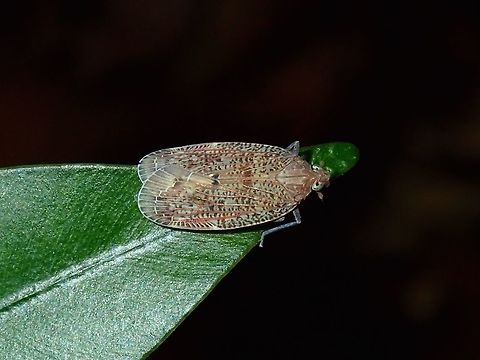 Planthopper Tiny sized Planthopper, less than 1 cm in size. Palawan,Philippines,Planthopper