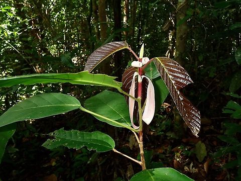 Plant - Dipterocarpus grandiflorus A young Dipterocarpus grandiflorus tree, looks like its new leafs are pinkish and rolled up.

Am surprised to discover that this is an Endangered Plant, kind of took it for granted as I only took the pics of it thinking the 'rolled up pinkish young leaf' was interesting ... lol Dipterocarpus,Dipterocarpus grandiflorus,Dipterocarpus sp,Palawan,Philippines,Plant,Tree
