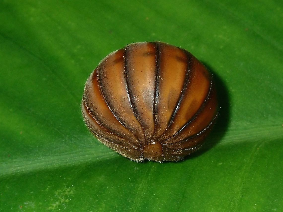 Pill Millipede A Pill Millepede all rolled up.<br />
<br />
This is how it looks like when not rolled up :<br />
<br />
<figure class="photo"><a href="https://www.jungledragon.com/image/66462/pill_millipede.html" title="Pill Millipede"><img src="https://s3.amazonaws.com/media.jungledragon.com/images/2994/66462_thumb.jpg?AWSAccessKeyId=05GMT0V3GWVNE7GGM1R2&Expires=1761782410&Signature=a7TNlppH6wyFTseKpjLUxsmvbQQ%3D" width="200" height="150" alt="Pill Millipede Have to wait for nearly 30 minutes before this Pill Millipede unrolled itself and started to crawl.<br />
<br />
https://www.jungledragon.com/image/66456/pill_millipede.html Geotagged,Palawan,Philippines,Pill Millipede,Summer" /></a></figure> Palawan,Philippines,Pill Millipede,Sphaerotheriida