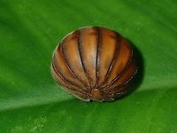 Pill Millipede A Pill Millepede all rolled up.<br />
<br />
This is how it looks like when not rolled up :<br />
<br />
https://www.jungledragon.com/image/66462/pill_millipede.html Palawan,Philippines,Pill Millipede,Sphaerotheriida
