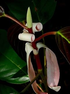 Dipterocarpus grandiflorus Close-up of young leafs of Dipterocarpus grandiflorus tree, pinkish in colour and rolled up. Dipterocarpus,Dipterocarpus grandiflorus,Palawan,Philippines,Plant,Tree