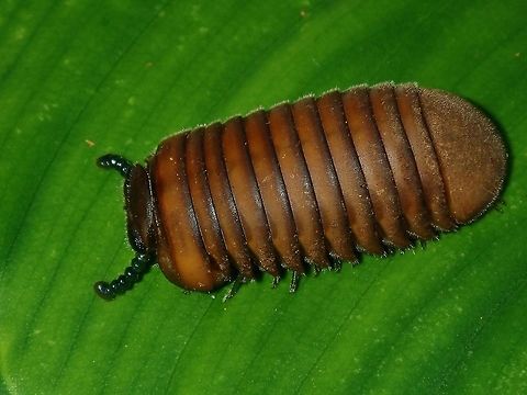 Pill Millipede Have to wait for nearly 30 minutes before this Pill Millipede unrolled itself and started to crawl.

https://www.jungledragon.com/image/66456/pill_millipede.html Geotagged,Palawan,Philippines,Pill Millipede,Summer