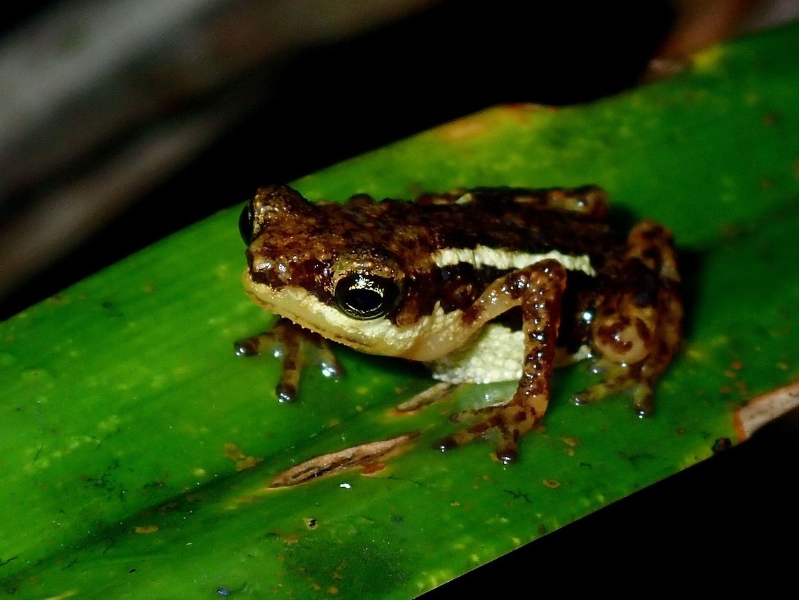 Palawan Toadlet - Pelophryne albotaeniata Endemic to Palawan Island, there was a bit of controversy about this Palawan Toadlet - Pelophryne albotaeniata whereby this species was lost to science and rediscovered after nearly half a century.   With more wildlife photographers exploring more parts of Palawan, they have been found in more locations, previously not known/recorded.  However, they are still listed as Vulnerable to Endangered due to habitat lost.  They are only found in higher elevation mountain forest.<br />
<br />
During my last trip, we saw one but it jumped away and didn&#039;t managed to get a picture of it.  This time around, found this one that was very &#039;friendly&#039; and happy to pose for pictures without moving a bit :) Palawan,Palawan Toadlet,Pelophryne albotaeniata,Philippines,Toad