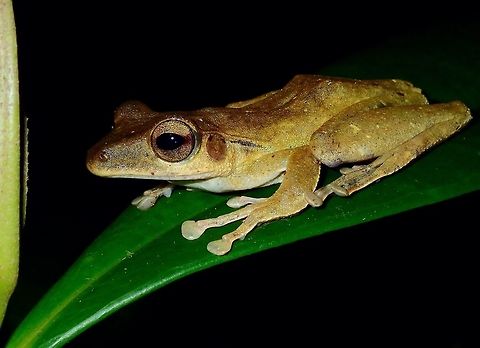 Dark-Eared Tree Frog - Polypedates macrotis  Dark-Eared Tree Frog,Frog,Palawan,Philippines,Polypedates macrotis,Tree Frog