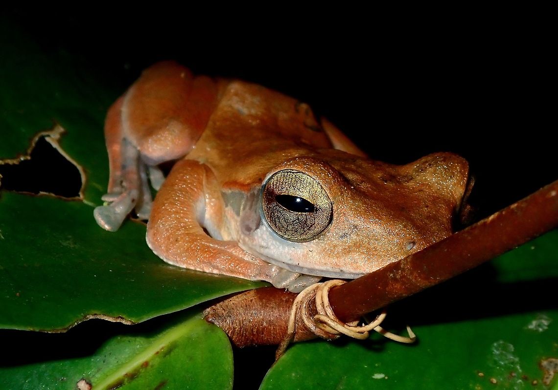 Common Tree Frog - Polypedates leucomystax  Common Tree Frog,Frog,Palawan,Philippines,Polypedates leucomystax,Tree Frog