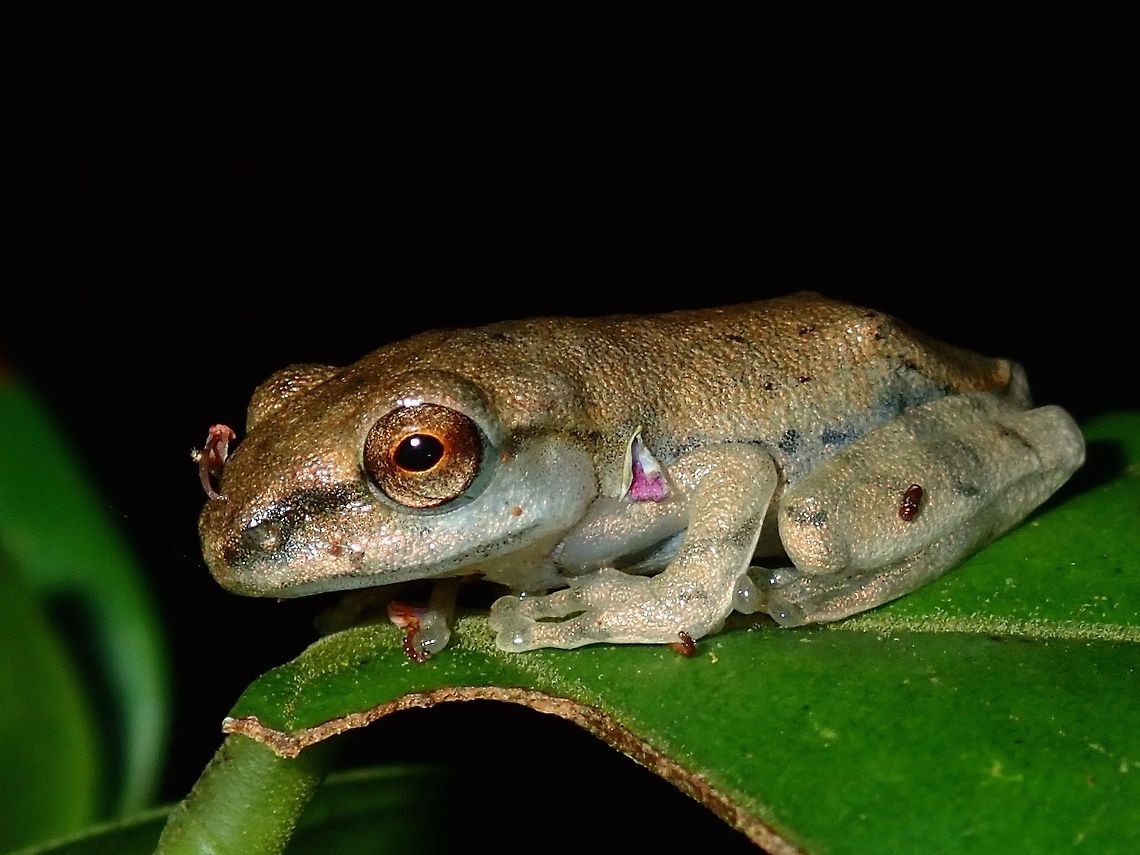 Juvenile Tree Frog A juvenile Tree Frog, either Polypedates leucomystax or macrotis as both can be found in the same location.<br />
Likes the way there are some flower petals on its body. Frog,Palawan,Philippines,Polypedates,Polypedates leucomystax,Polypedates macrotis,Polypedates sp,Tree Frog