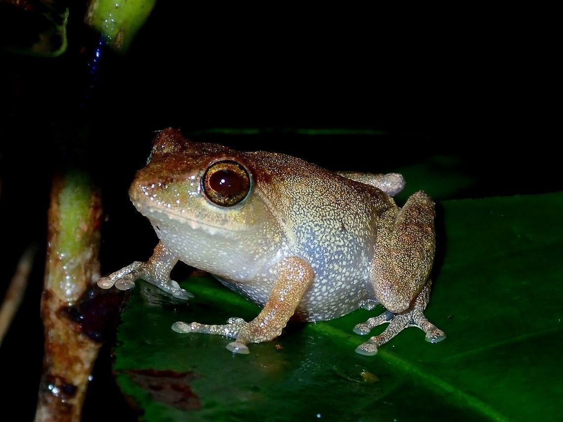 Philautus longicrus Listed as Near Threatened, this Philautus longicrus can be found in Palawan and Borneo Islands. Frog,Palawan,Philautus longicrus,Philautus longicus,Philippines