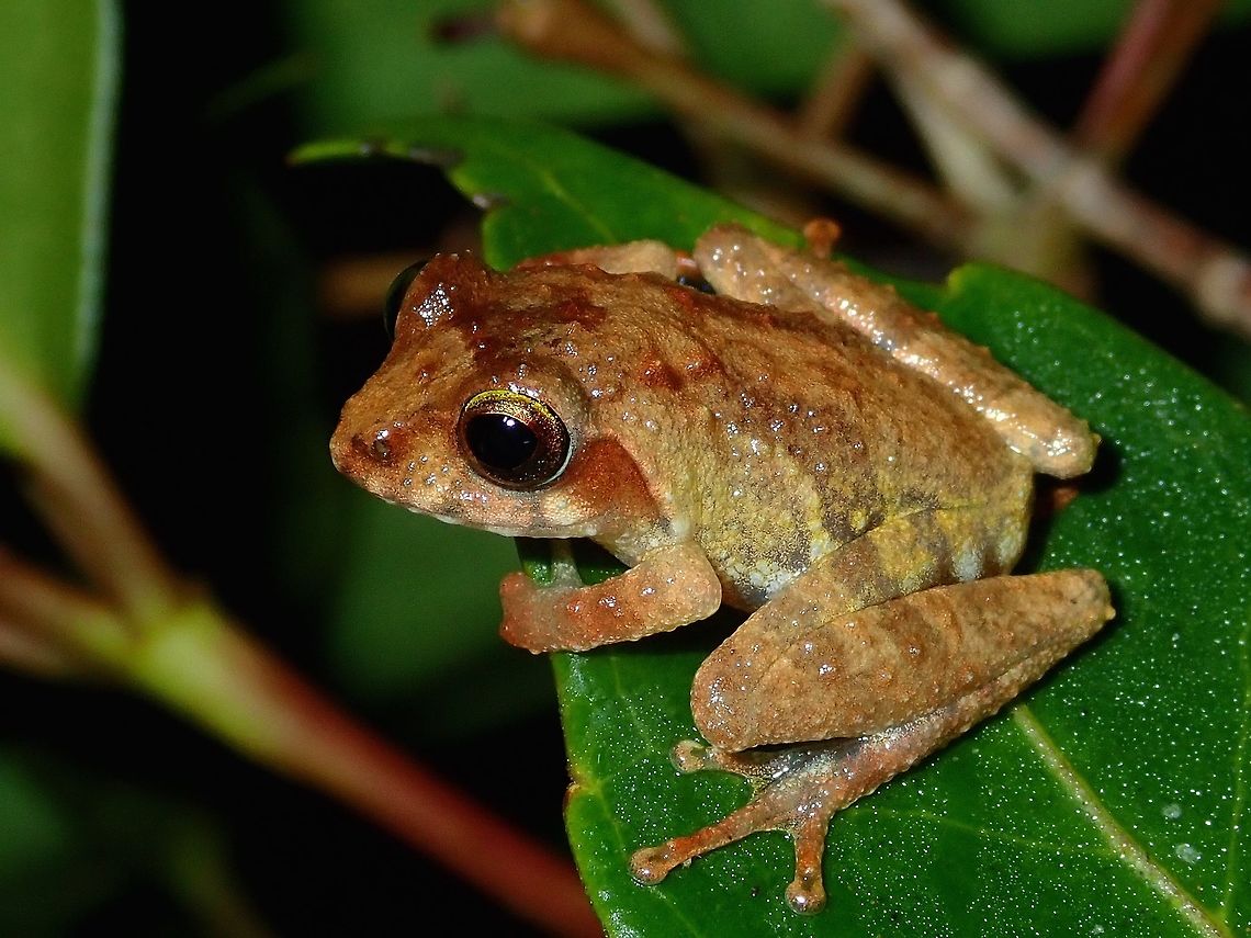 Bush Frog - Philautus sp. A Bush Frog from the genus Philautus.<br />
It can be difficult to identify them to species level based on pictures.  A helpful method to identify them is based on their calls, but I have no expertise in that. Bush Frog,Frog,Palawan,Philautus,Philautus sp,Philippines