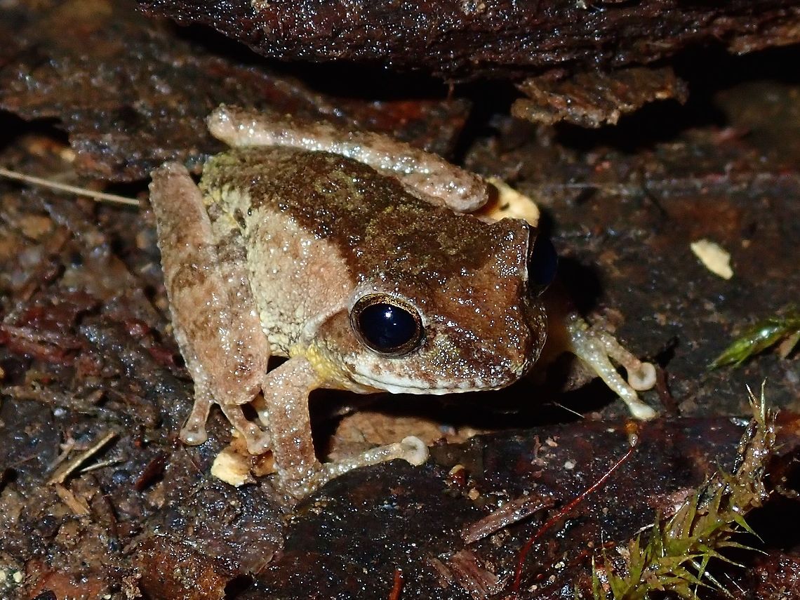 Bush Frog - Philautus sp. A Bush Frog from the genus Philautus.<br />
It can be difficult to identify them to species level based on pictures as they can be highly variable. A helpful method to identify them is based on their calls, but I have no expertise in that. Bush Frog,Frog,Palawan,Philautus,Philautus sp,Philippines