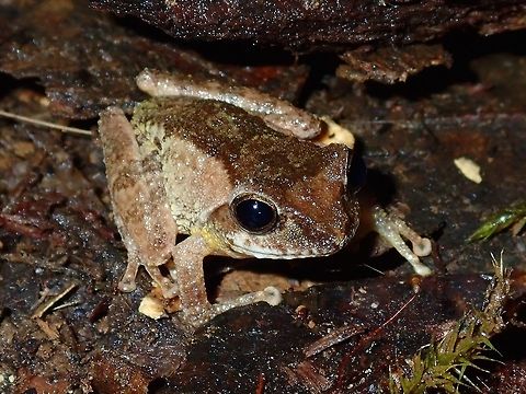Bush Frog - Philautus sp. A Bush Frog from the genus Philautus.
It can be difficult to identify them to species level based on pictures as they can be highly variable. A helpful method to identify them is based on their calls, but I have no expertise in that. Bush Frog,Frog,Palawan,Philautus,Philautus sp,Philippines