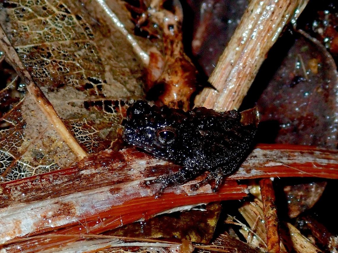 Bush Frog - Philautus sp. A Bush Frog from the genus Philautus.<br />
It can be difficult to identify them to species level based on pictures as they can be highly variable. A helpful method to identify them is based on their calls, but I have no expertise in that. Bush Frog,Frog,Palawan,Philautus,Philautus sp,Philippines