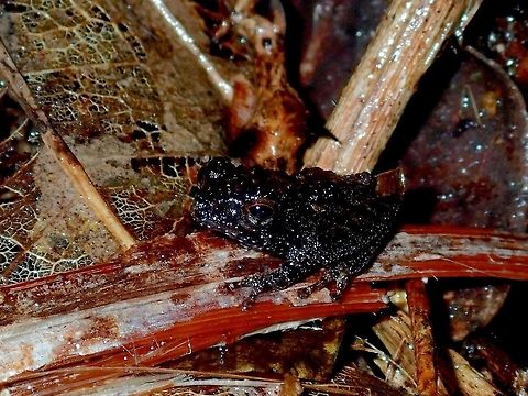 Bush Frog - Philautus sp. A Bush Frog from the genus Philautus.
It can be difficult to identify them to species level based on pictures as they can be highly variable. A helpful method to identify them is based on their calls, but I have no expertise in that. Bush Frog,Frog,Palawan,Philautus,Philautus sp,Philippines