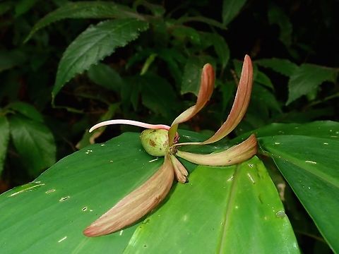 Seed of Dipterocarpus sp. Seed of Dipterocarpus sp tree, not sure of exact species. Dipterocarpus,Dipterocarpus sp,Palawan,Philippines,Plant,Seed,Tree