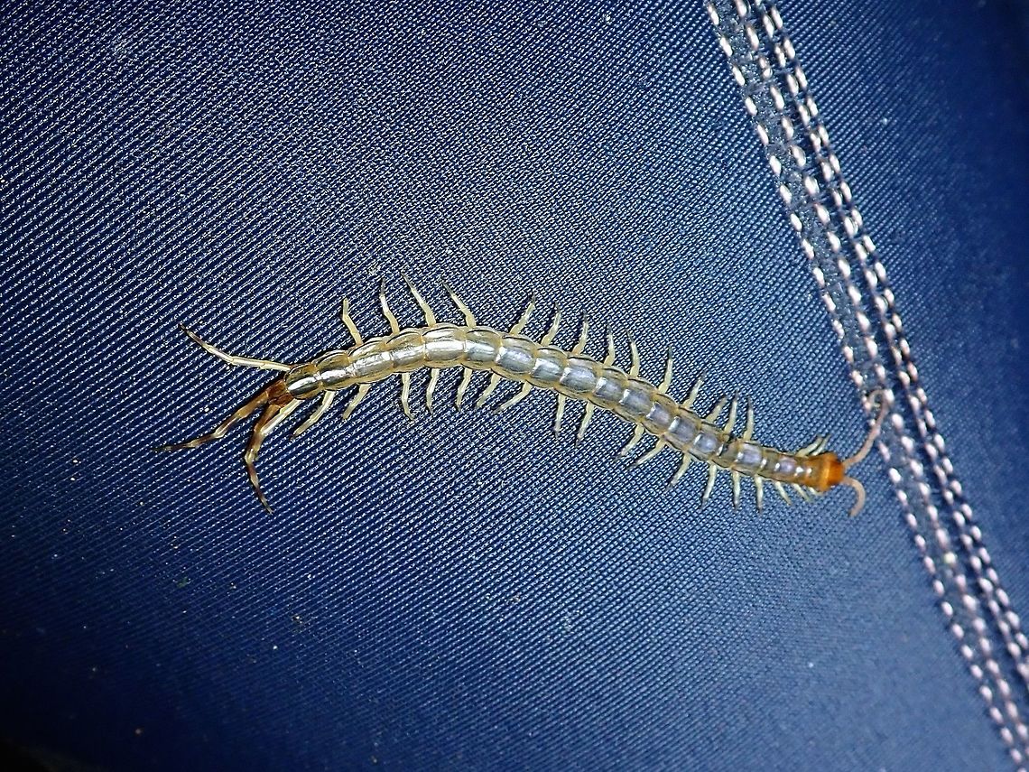 Centipede Not definitely sure with the ID but given it as possible as Scolopendra subspinipes has wide distribution and can be variable.<br />
<br />
This juvenile dropped from the tree onto my pants, took this picture of it before removing it off to the bushes :D Centipede,Palawan,Philippines,Scolopendra subspinipes
