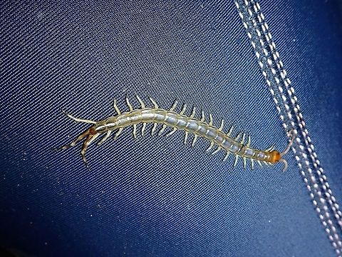 Centipede Not definitely sure with the ID but given it as possible as Scolopendra subspinipes has wide distribution and can be variable.

This juvenile dropped from the tree onto my pants, took this picture of it before removing it off to the bushes :D Centipede,Palawan,Philippines,Scolopendra subspinipes