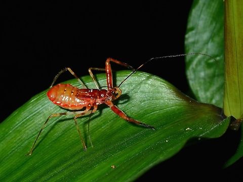 Red Assassin - Reduviidae Nymph of Assassin Bug, reddish in colour. Assassin Bug,Palawan,Philippines,Reduviidae