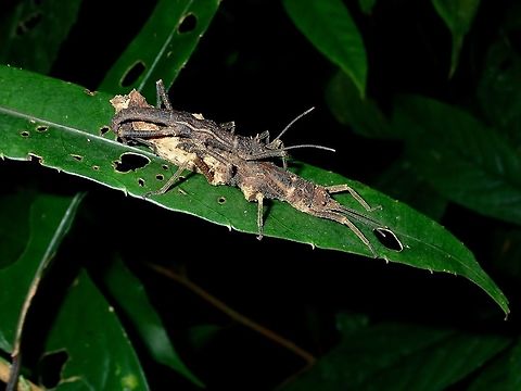 Sticky Couple A pair of Phasmids of the species Dares philippinensis.  This species is very common in the island of Palawan, can be found from low lying area all the way up to the mountain, above 1,000 masl. Dares philippinensis,Palawan,Phasmatodea,Phasmid,Philippines,Stick Insect
