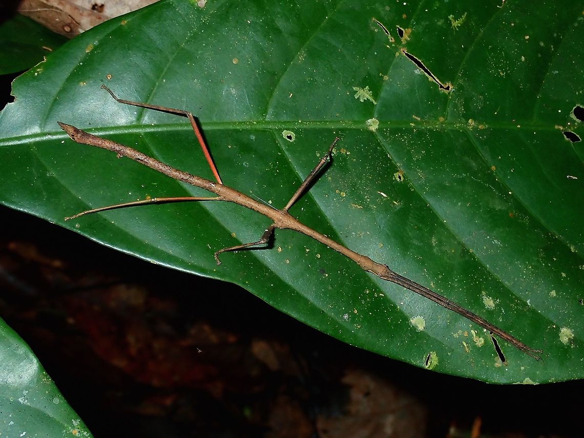 Stick Insect, Phasmid - Mnesilochus sp. Male Phasmid from the genus Mnesilochus, possibly a yet to be described species.<br />
<br />
This is a picture of the female of the same species :<br />
<br />
<figure class="photo"><a href="https://www.jungledragon.com/image/66498/stick_insect_phasmid_-_mnesilochus_sp.html" title="Stick Insect, Phasmid - Mnesilochus sp."><img src="https://s3.amazonaws.com/media.jungledragon.com/images/2994/66498_thumb.jpg?AWSAccessKeyId=05GMT0V3GWVNE7GGM1R2&Expires=1770854410&Signature=AWcmUTd%2FPdxlIhYICqEhJMKQtAY%3D" width="114" height="152" alt="Stick Insect, Phasmid - Mnesilochus sp. Female Phasmid from the genus Mnesilochus, possibly a yet to be described species.<br />
<br />
This is a picture of the male of the same species :<br />
<br />
https://www.jungledragon.com/image/66497/stick_insect_-_mnesilochus_sp.html Mnesilochus,Mnesilochus sp,Palawan,Phasmatodea,Phasmid,Philippines,Stick Insect" /></a></figure> Mnesilochus,Mnesilochus sp,Palawan,Phasmatodea,Phasmid,Philippines,Stick Insect