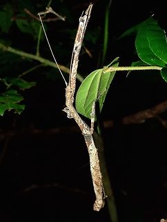 Stick Insect, Phasmid - Mnesilochus sp. Female Phasmid from the genus Mnesilochus, possibly a yet to be described species.

This is a picture of the male of the same species :

https://www.jungledragon.com/image/66497/stick_insect_-_mnesilochus_sp.html Mnesilochus,Mnesilochus sp,Palawan,Phasmatodea,Phasmid,Philippines,Stick Insect