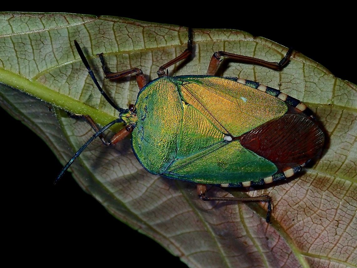 Shield/Stink Bug - Pycanum rubens This Shield/Stink Bug gives out a stinky odour if touch and at times, even if you just get too close to it.<br />
<br />
A nymph was seen on the same tree, a few leafs away from this adult :<br />
<br />
<figure class="photo"><a href="https://www.jungledragon.com/image/66500/nymph_of_shieldstink_bug_-_pycanum_rubens.html" title="Nymph of Shield/Stink Bug - Pycanum rubens"><img src="https://s3.amazonaws.com/media.jungledragon.com/images/2994/66500_thumb.jpg?AWSAccessKeyId=05GMT0V3GWVNE7GGM1R2&Expires=1769040010&Signature=ymm2pLp0zDSZeN5Vbai%2FGl%2Bv%2BbM%3D" width="200" height="152" alt="Nymph of Shield/Stink Bug - Pycanum rubens Not definitely sure, since the colour is different from other nymphs, but this nymph was found on the same tree, a few leafs away from the adult seen here :<br />
<br />
https://www.jungledragon.com/image/66499/shieldstink_bug_-_pycanum_rubens.html Giant Shield Bug,Palawan,Philippines,Pycanum rubens,Stink Bug" /></a></figure> Giant Shield Bug,Palawan,Philippines,Pycanum rubens,Stink Bug
