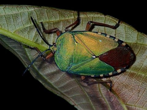 Shield/Stink Bug - Pycanum rubens This Shield/Stink Bug gives out a stinky odour if touch and at times, even if you just get too close to it.

A nymph was seen on the same tree, a few leafs away from this adult :

https://www.jungledragon.com/image/66500/nymph_of_shieldstink_bug_-_pycanum_rubens.html Giant Shield Bug,Palawan,Philippines,Pycanum rubens,Stink Bug