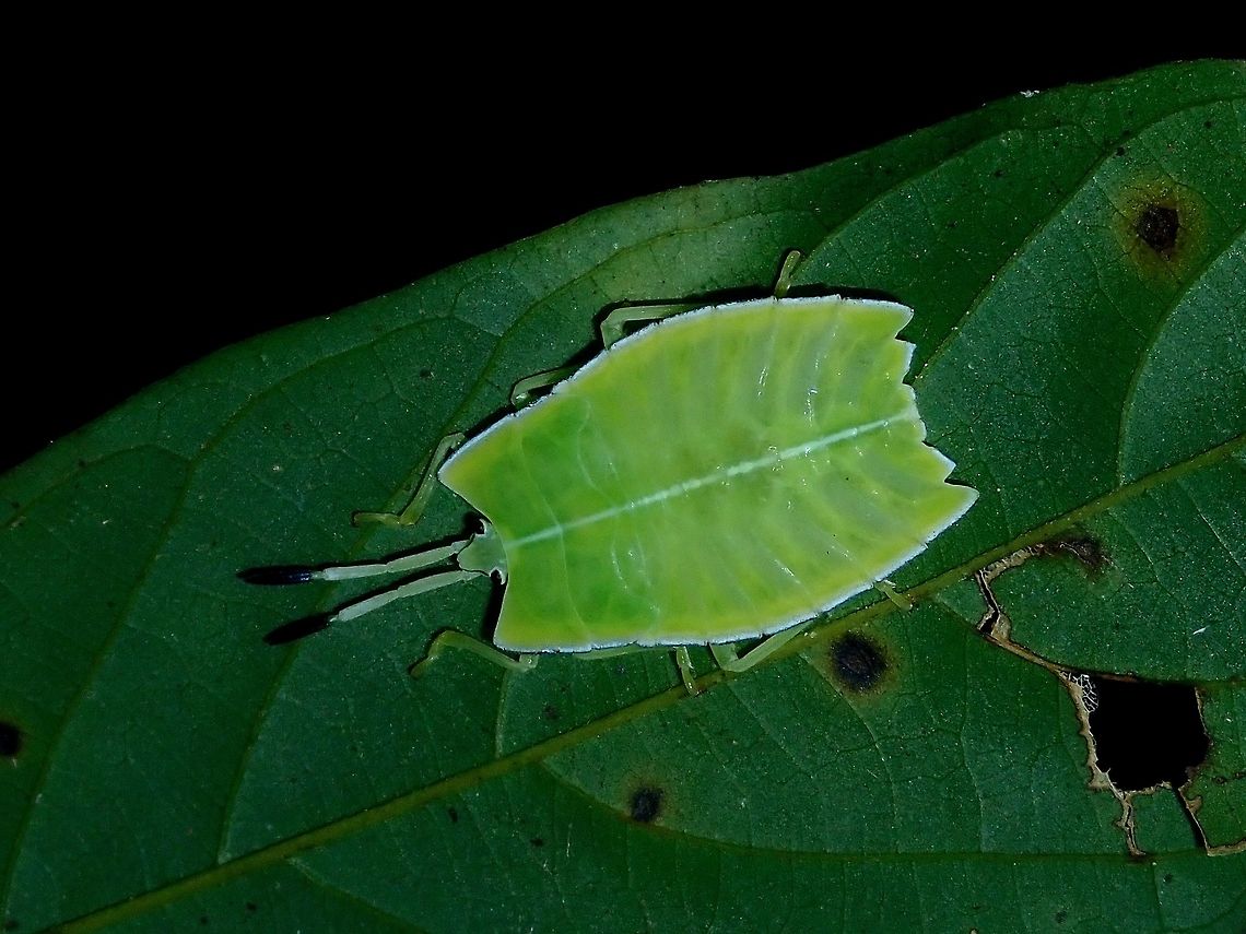 Nymph of Shield/Stink Bug - Pycanum rubens Not definitely sure, since the colour is different from other nymphs, but this nymph was found on the same tree, a few leafs away from the adult seen here :<br />
<br />
<figure class="photo"><a href="https://www.jungledragon.com/image/66499/shieldstink_bug_-_pycanum_rubens.html" title="Shield/Stink Bug - Pycanum rubens"><img src="https://s3.amazonaws.com/media.jungledragon.com/images/2994/66499_thumb.jpg?AWSAccessKeyId=05GMT0V3GWVNE7GGM1R2&Expires=1759968010&Signature=3YHRRGChVcFcx%2FcliLzd3WsPcQ8%3D" width="200" height="150" alt="Shield/Stink Bug - Pycanum rubens This Shield/Stink Bug gives out a stinky odour if touch and at times, even if you just get too close to it.<br />
<br />
A nymph was seen on the same tree, a few leafs away from this adult :<br />
<br />
https://www.jungledragon.com/image/66500/nymph_of_shieldstink_bug_-_pycanum_rubens.html Giant Shield Bug,Palawan,Philippines,Pycanum rubens,Stink Bug" /></a></figure> Giant Shield Bug,Palawan,Philippines,Pycanum rubens,Stink Bug