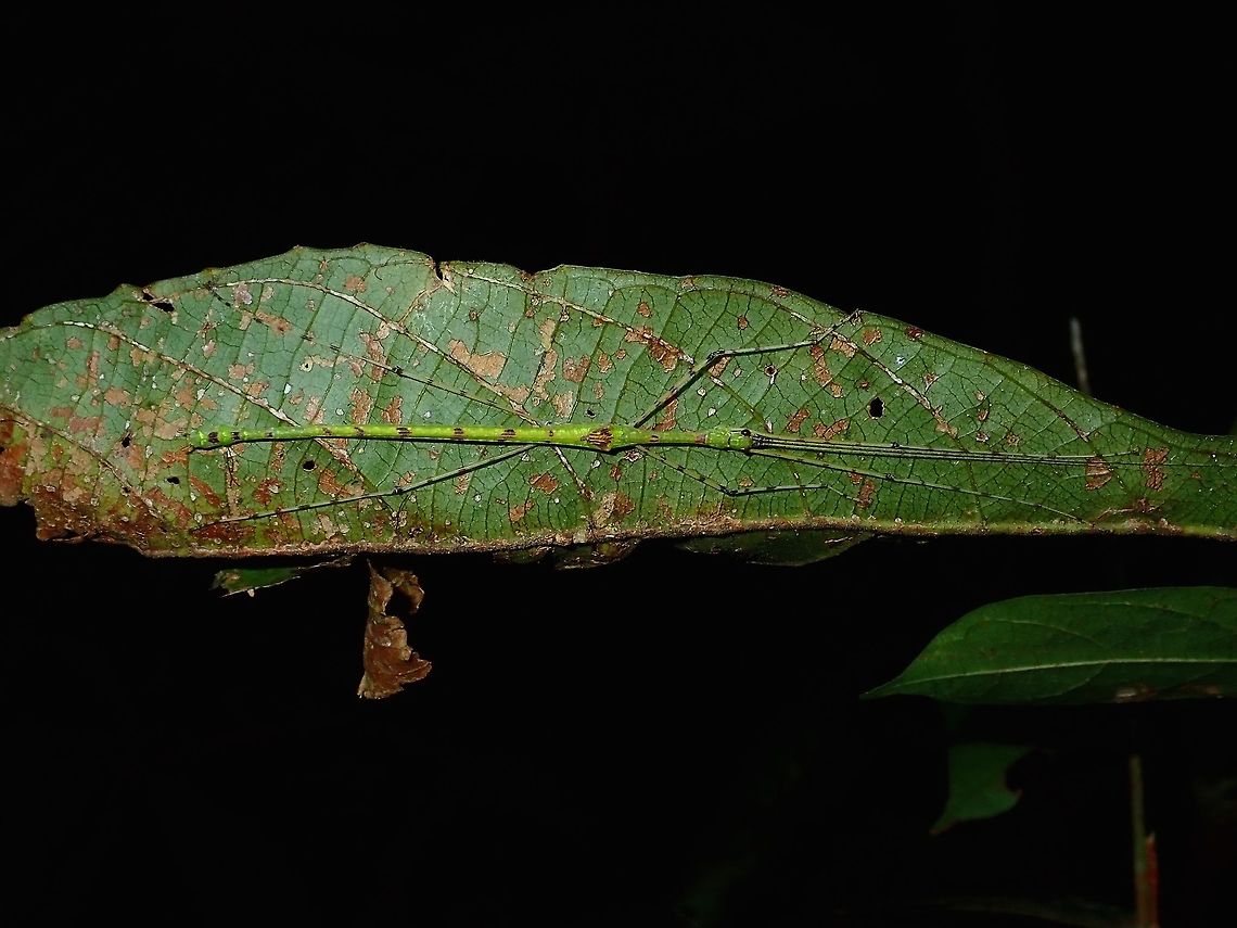 Stick Insect - Phasmid A male Phasmid from the genus Necroscia, possibly Necroscia randolfae, which is recorded from Borneo, but I cannot be certain with that ID.<br />
<br />
This is a picture of the female of the same species :<br />
<br />
<figure class="photo"><a href="https://www.jungledragon.com/image/66452/stick_insect_phasmid.html" title="Stick Insect, Phasmid"><img src="https://s3.amazonaws.com/media.jungledragon.com/images/2994/66452_thumb.jpg?AWSAccessKeyId=05GMT0V3GWVNE7GGM1R2&Expires=1761782410&Signature=PHUrs50qgD30BLwmnLGXIGtoxlk%3D" width="200" height="150" alt="Stick Insect, Phasmid A female Phasmid from the genus Necroscia, possibly Necroscia randolfae, which is recorded from Borneo, but I cannot be certain with that ID.<br />
<br />
This is a picture of the male of the species :<br />
<br />
https://www.jungledragon.com/image/66501/stick_insect_-_phasmid.html Necroscia,Necroscia sp,Palawan,Phasmatodea,Phasmid,Philippines,Stick Insect" /></a></figure> Necroscia,Necroscia sp,Palawan,Phasmatodea,Phasmid,Philippines,Stick Insect