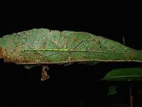 Stick Insect - Phasmid A male Phasmid from the genus Necroscia, possibly Necroscia randolfae, which is recorded from Borneo, but I cannot be certain with that ID.<br />
<br />
This is a picture of the female of the same species :<br />
<br />
https://www.jungledragon.com/image/66452/stick_insect_phasmid.html Necroscia,Necroscia sp,Palawan,Phasmatodea,Phasmid,Philippines,Stick Insect