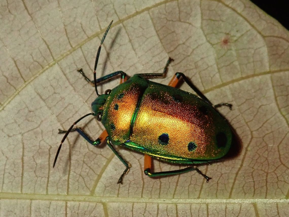 Green Jewel Bug - Scutellera sp. The goldish colour on this Jewel Bug is due to the flash used.  Without flash, it is mostly green in colour with black spots. Bug,Green Jewel Bug,Jewel Bug,Palawan,Philippines,Scutellera,Scutellera sp